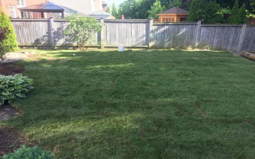 backyard large backyard sod 1