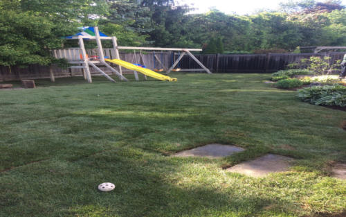 backyard large backyard sod 2