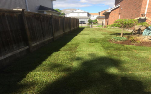 backyard large backyard sod 3