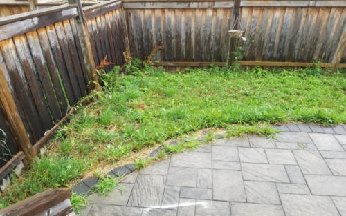 backyard patio sod before