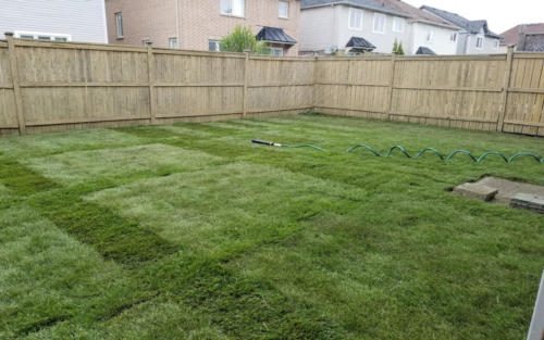 backyard sod after