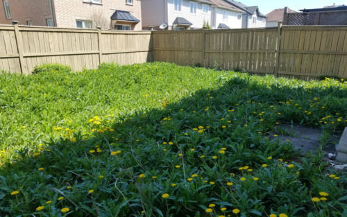 backyard sod before