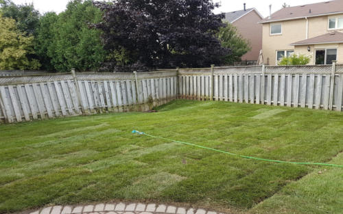 backyard sod drainage grading