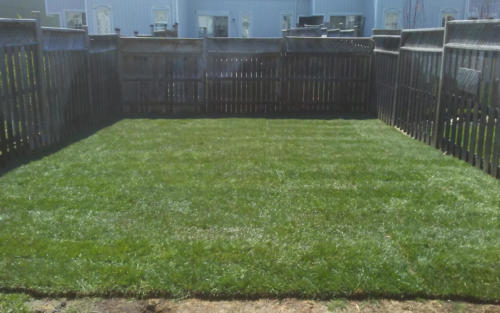 backyard sod installation and grading