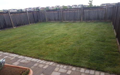 backyard sod replacement
