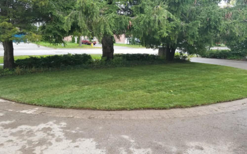 driveway entrance sod replacement