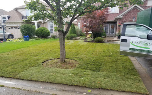front yard sod replacement