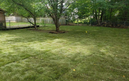 shady backyard sod installation
